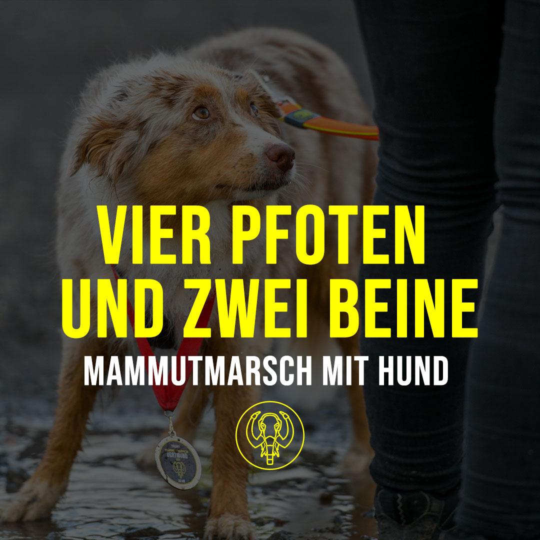 skovl pensum Hvad Vier Pfoten und zwei Beine: Mammutmarsch mit Hund - Mammutmarsch - 100 KM.  24 Stunden. Zu Fuß. 30 / 55 KM.