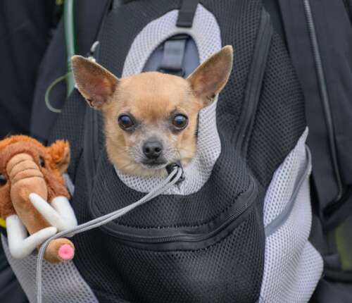 Kleiner Chihuahua schaut mit großen Augen aus Rucksack. Neben ihn steckt ein Plüschmammut in der Außentasche des Rucksacks.