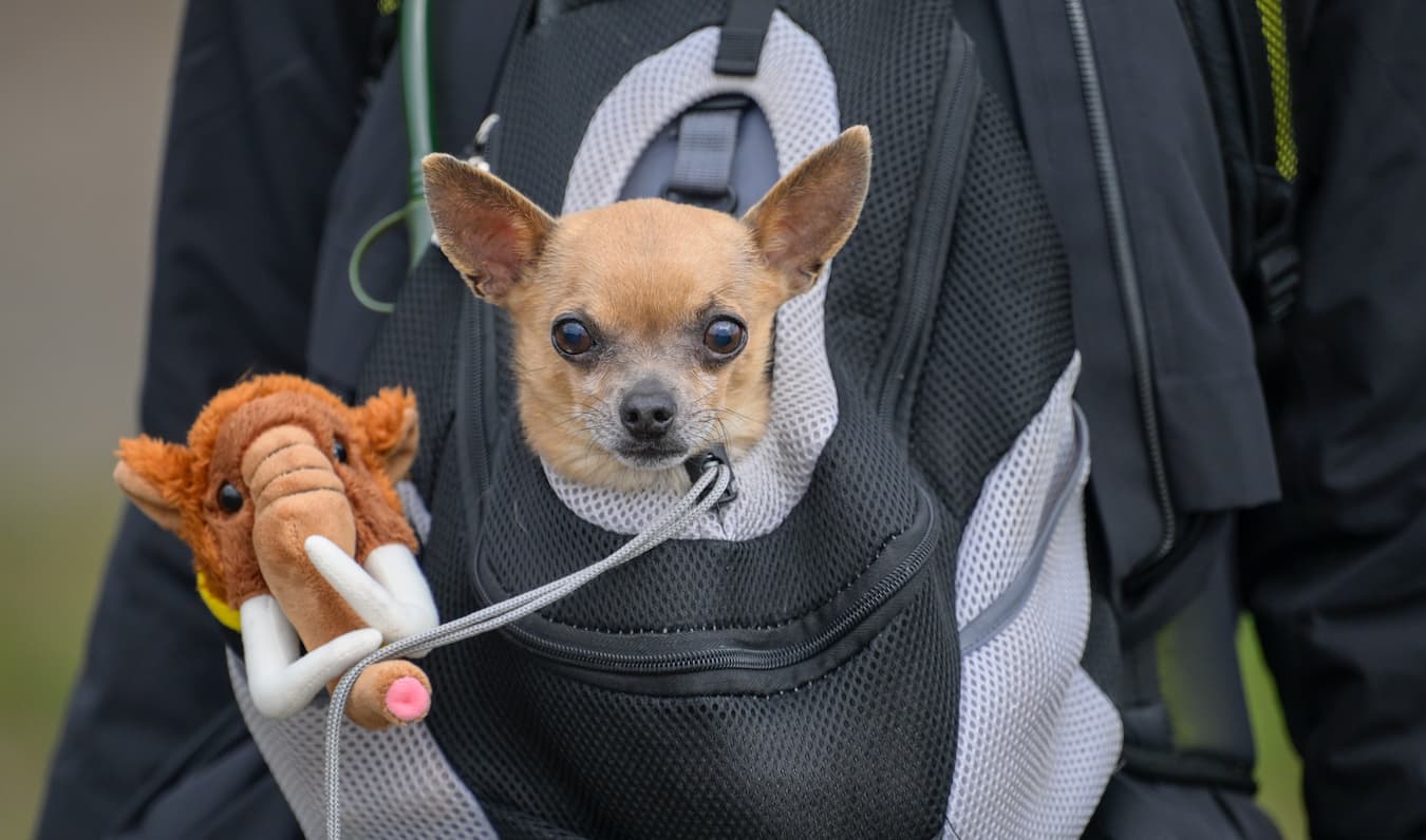 Kleiner Chihuahua schaut mit großen Augen aus Rucksack. Neben ihn steckt ein Plüschmammut in der Außentasche des Rucksacks.