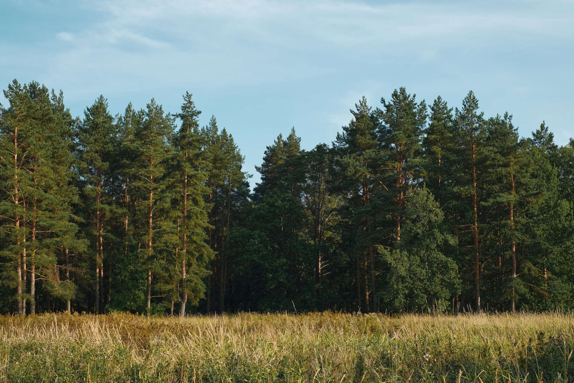 Wald und Wiese: Idealer Ort zum Biwaken