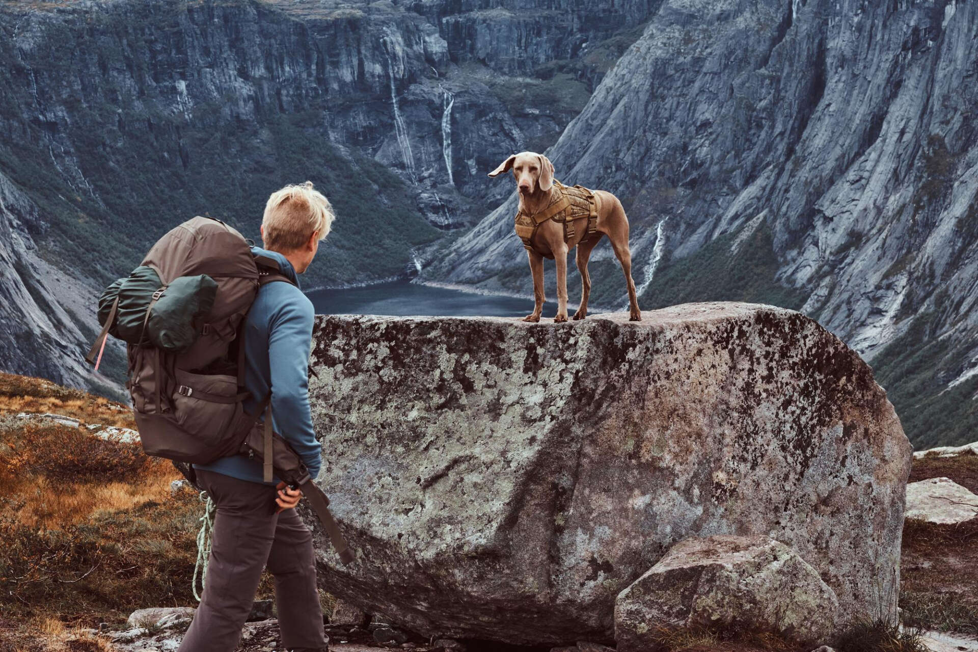 Wandern mit Hund: Ein Hund auf einem Felsen im Bergpanorama
