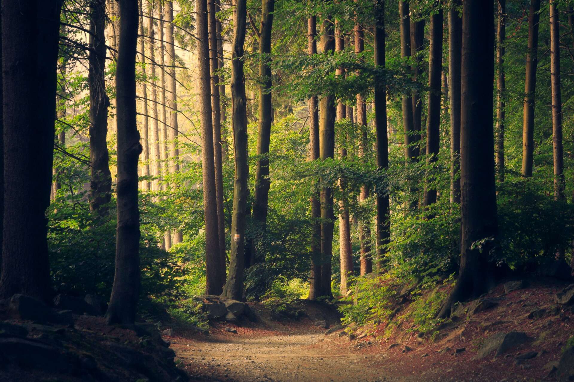 Friedlicher Wald mit hohen Bäumen