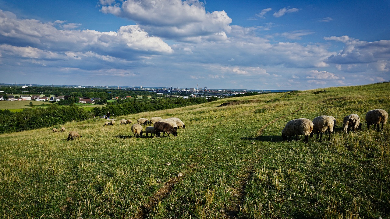 Wandern im Ruhrgebiet: Das Bild zeigt Schafe auf einer Halde in Dortmund.