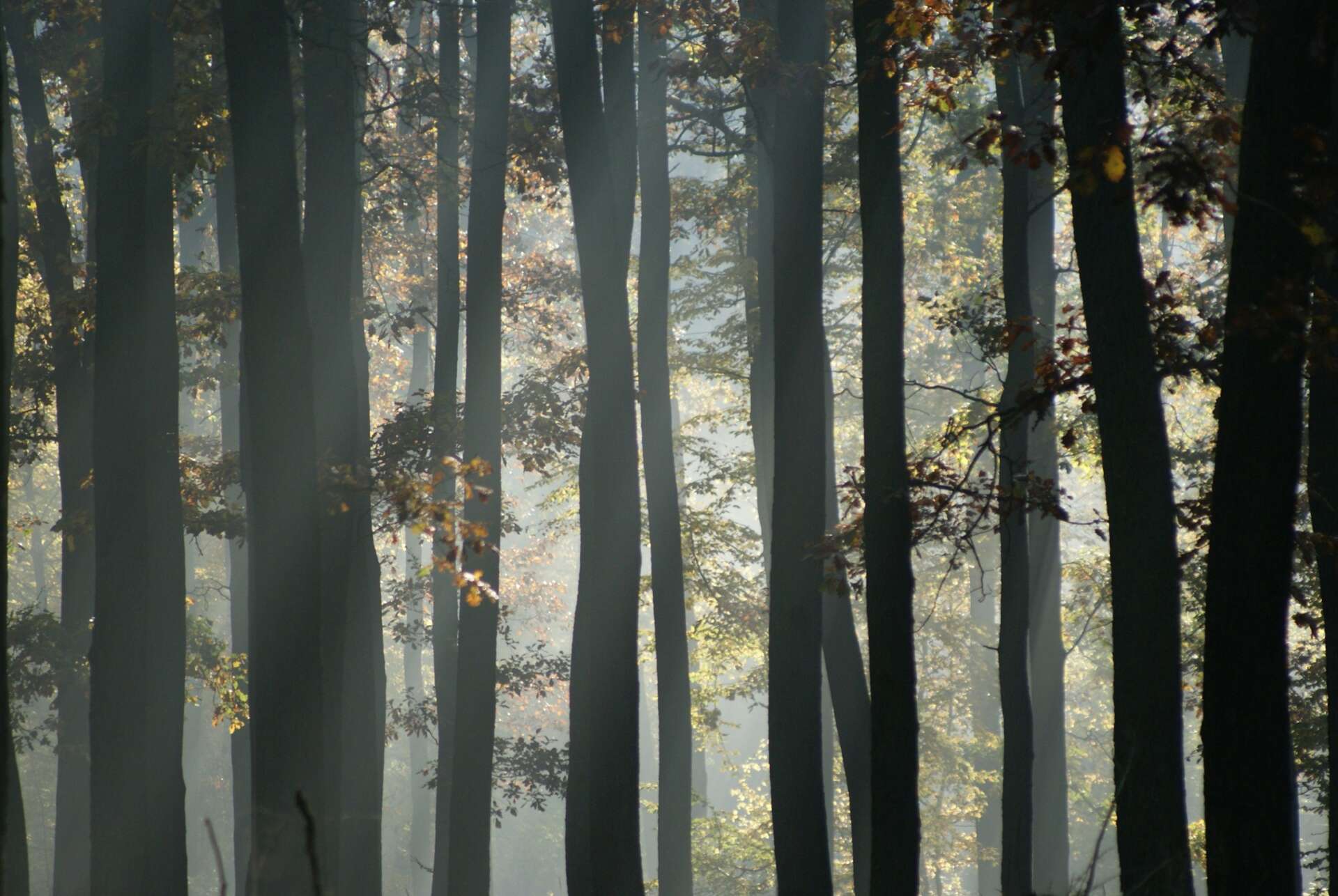 Wanderung in Thüringen: Das Bild zeigt einen dichten Wald im Schwarzatal.