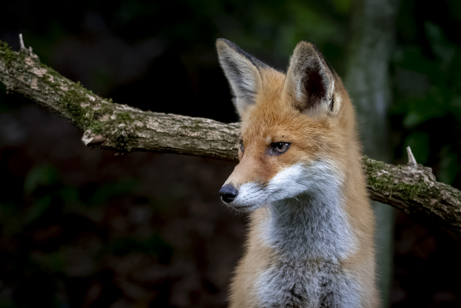 Wildtiere im Wald: Ein Fuchs