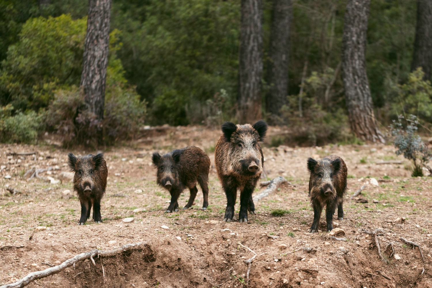 Vier Wildschweine stehen im Wald: Wenn man sie beim Wandern trifft, ist Vorsicht geboten.