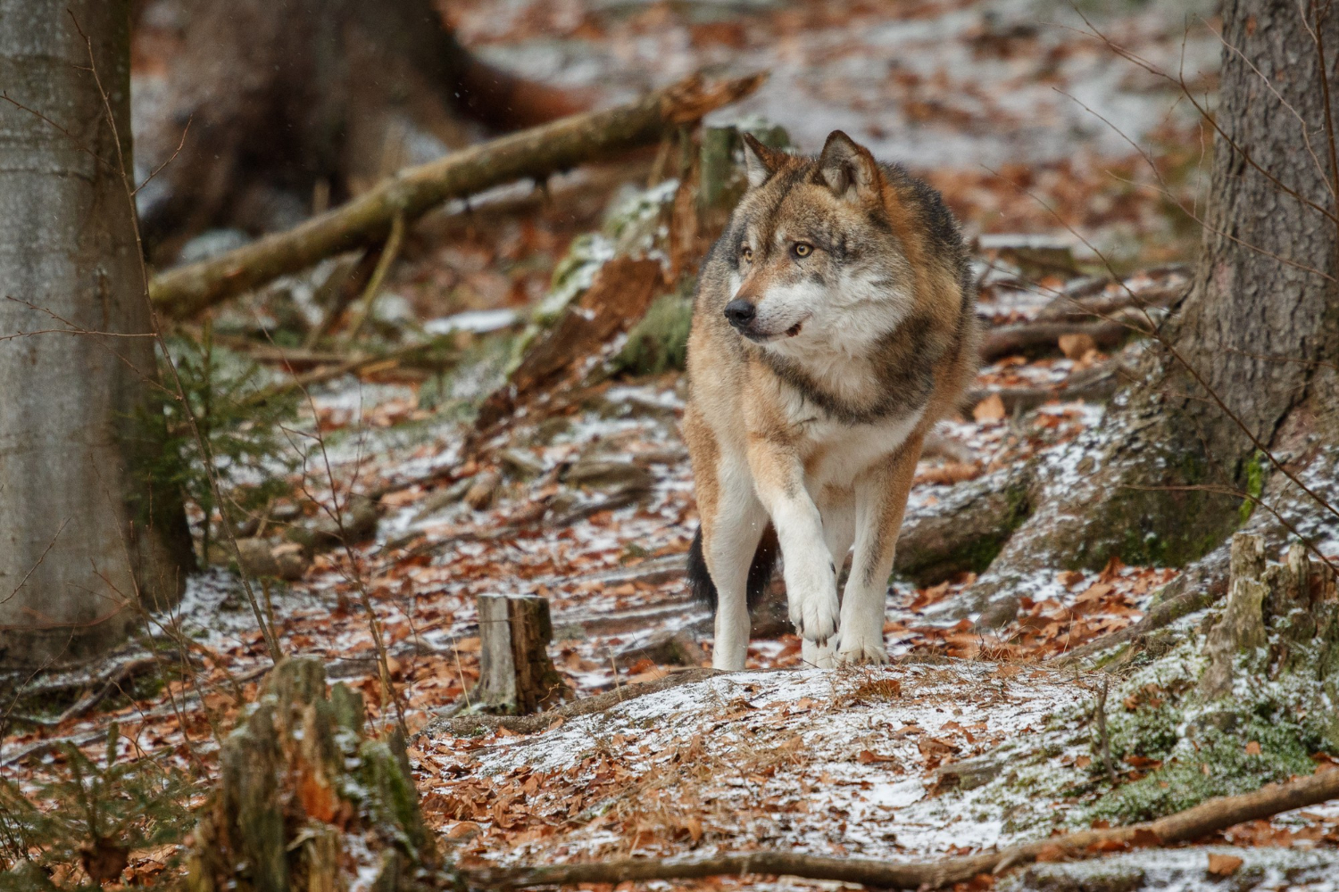 Ein Wolf im Wald: Wölfen beim Wandern zu begegnen, kommt nicht oft vor, da sie scheu sind.