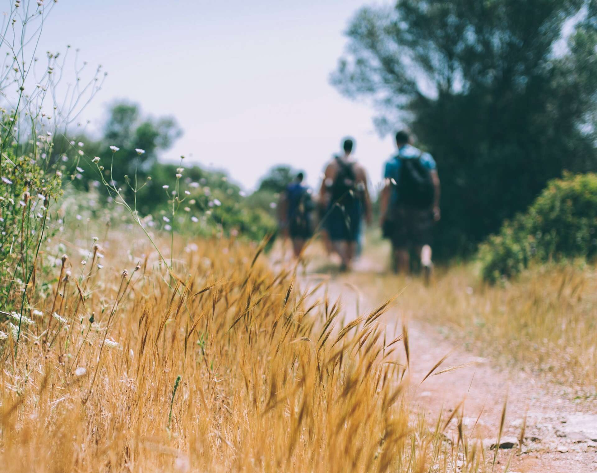 Wiese mit Getreide, an der eine Gruppe Wanderer entlanggeht.