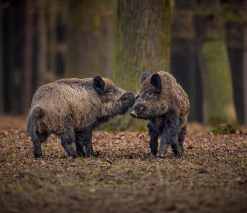 Wildtiere beim Wandern: Das Bild zeigt zwei Wildschweine im Wald.