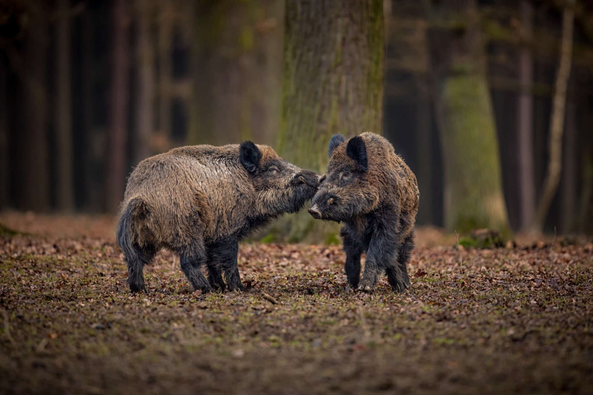 Wildtiere beim Wandern: Das Bild zeigt zwei Wildschweine im Wald.