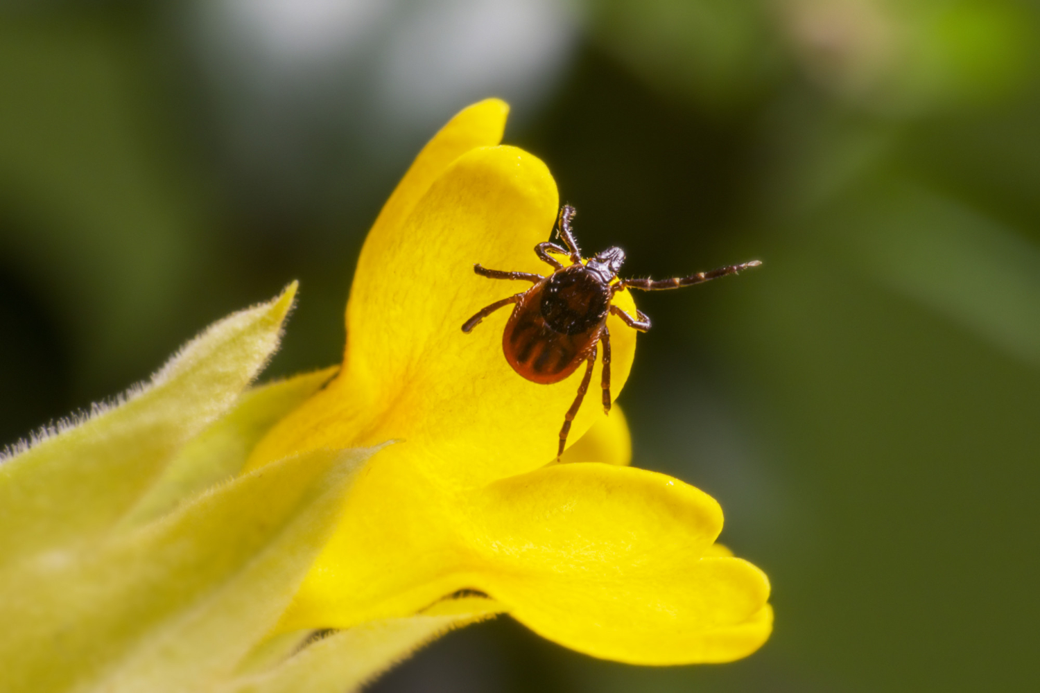 Eine Zecke auf einer gelben Blüte: Beim Wandern ist Vorsicht geboten.