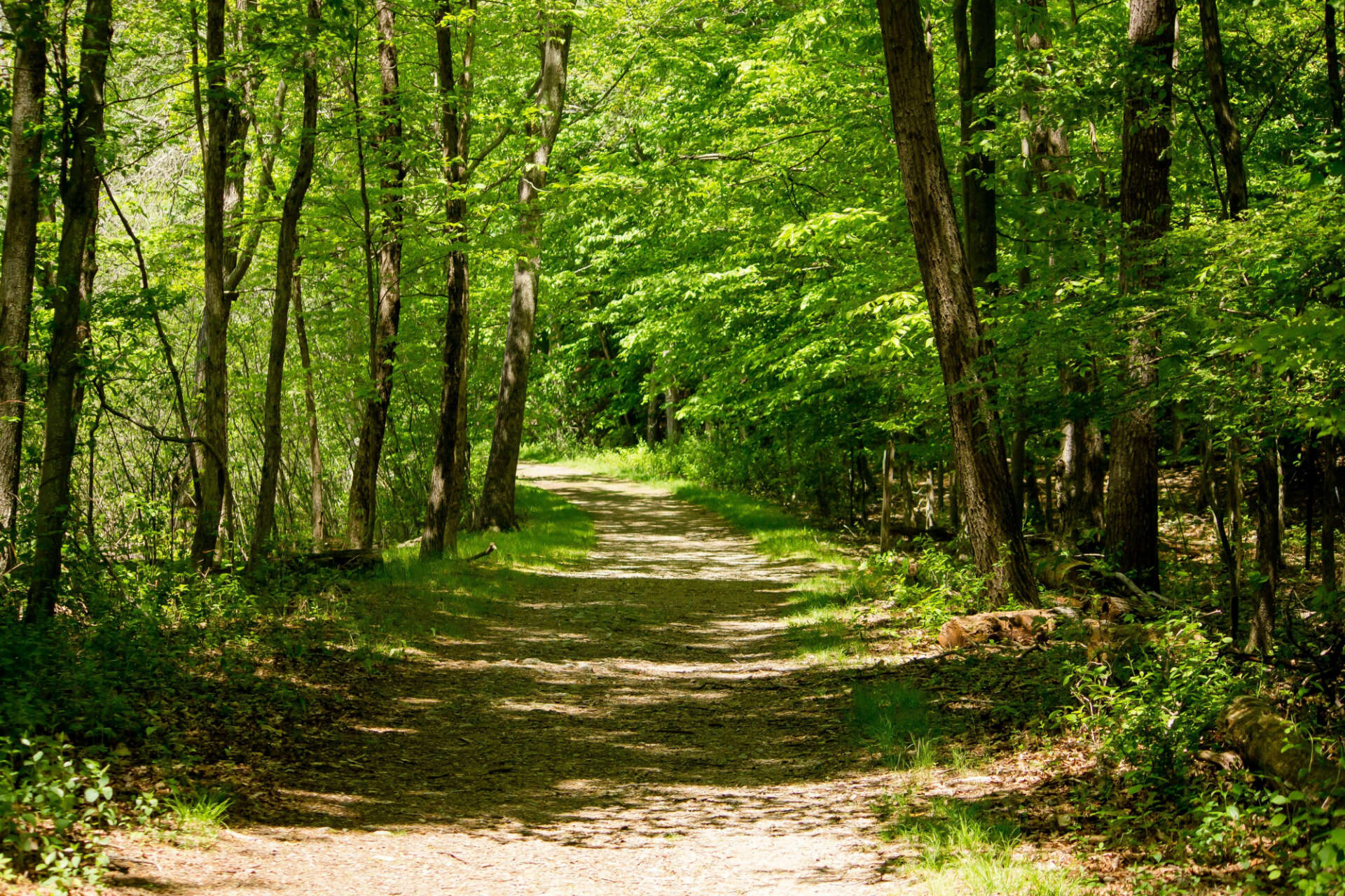 Das Bild zeigt einen grünen Waldweg: Ideal zum Wandern.