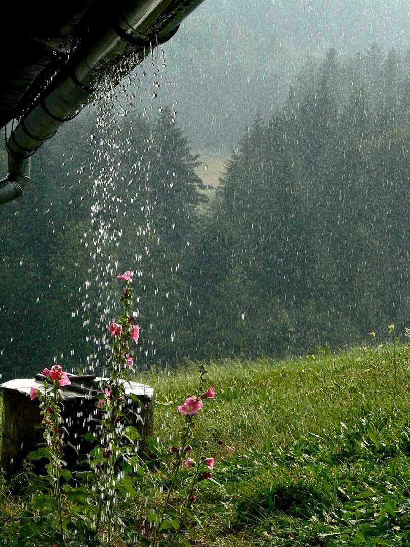 Regentropfen fallen von einem Dach auf blühende Blumen, im Hintergrund nebliger Wald und nasses Wiesengelände.
