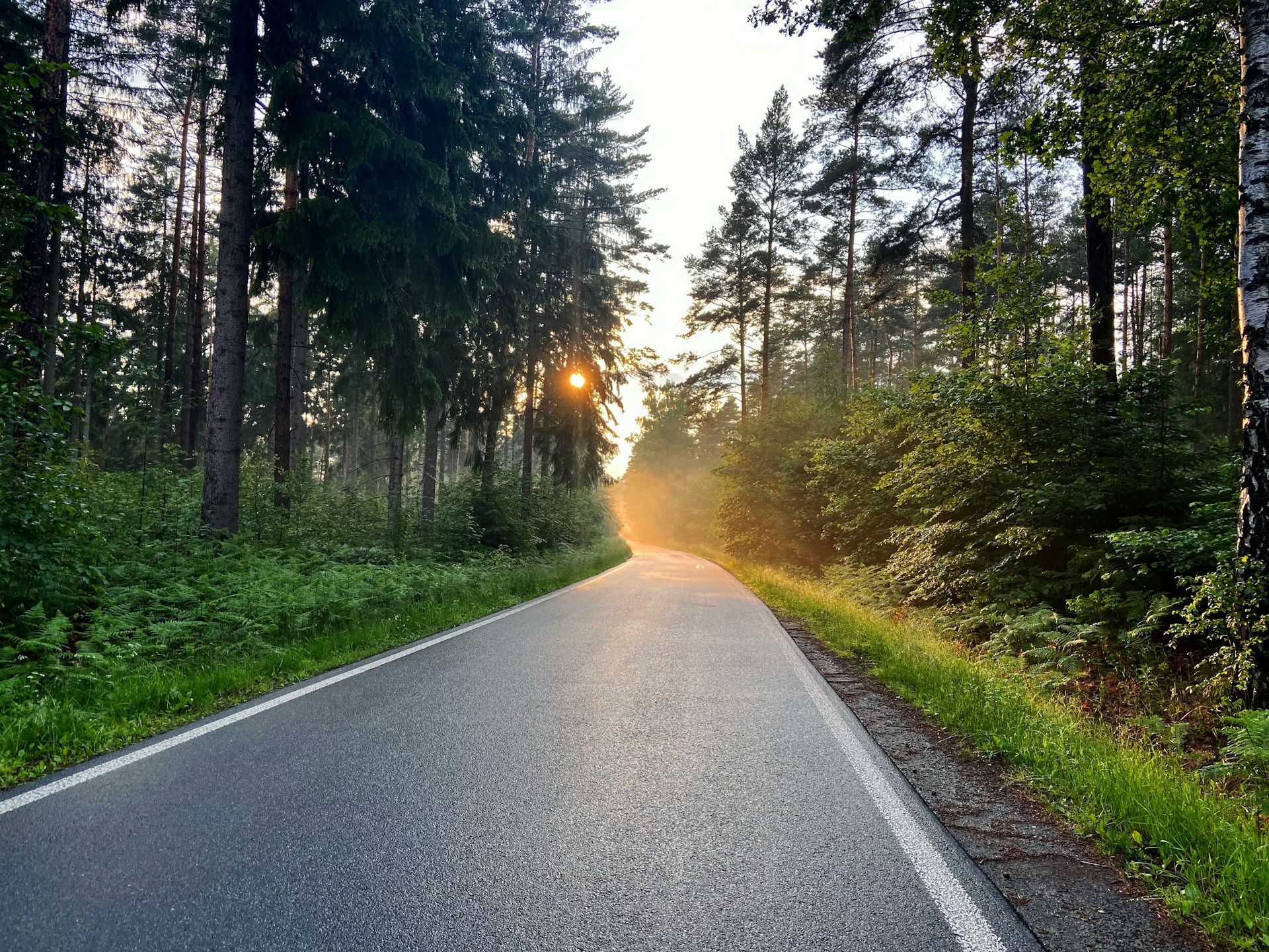 Eine asphaltierte Straße mit Bäumen zum Sonnenaufgang in der Sächsischen Schweiz: Eine ideale Region zum Wandern.