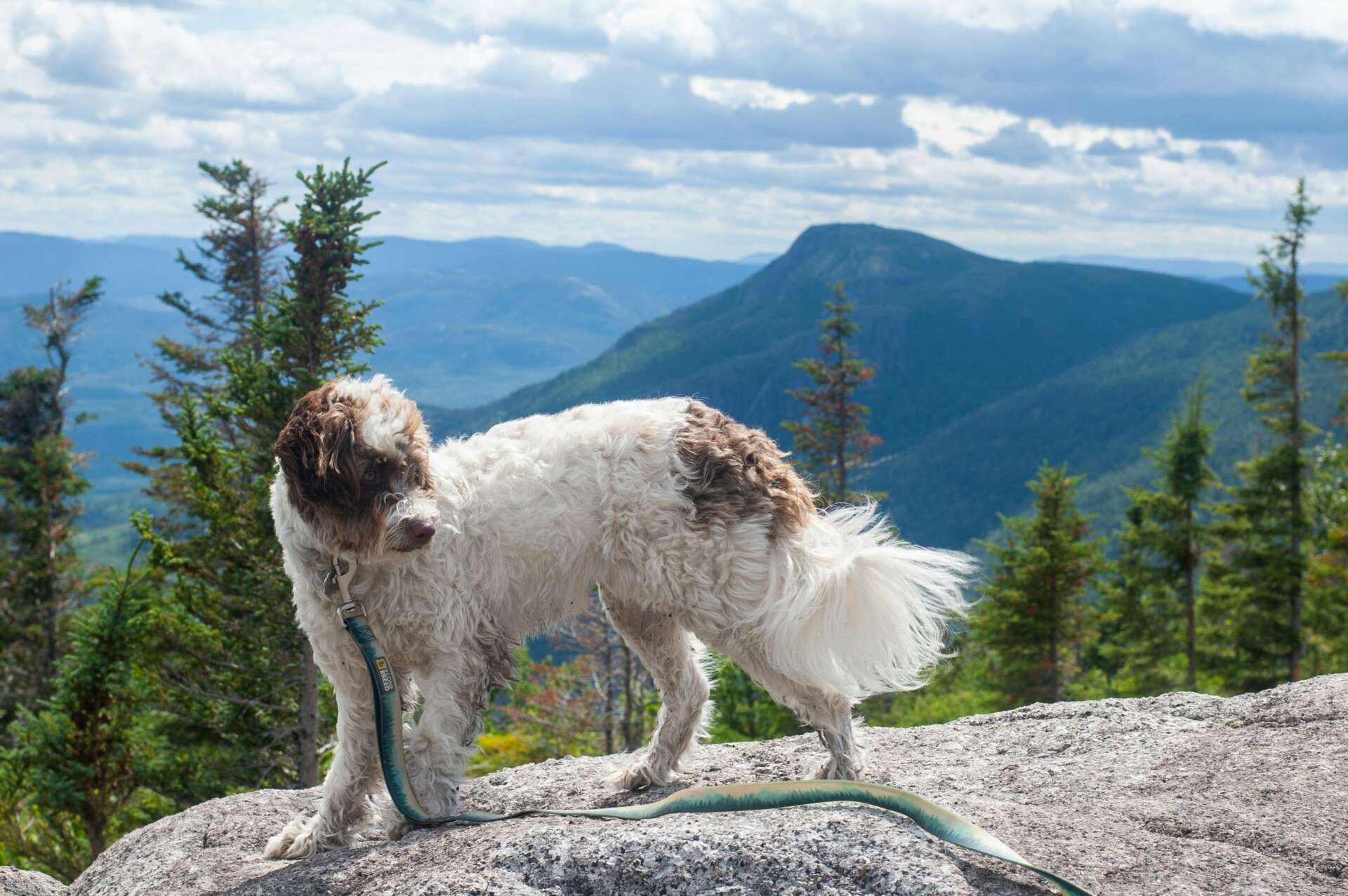 Hund beim Wandern in den Bergen bei Garmisch-Partenkirchen mit Blick auf die Alpen