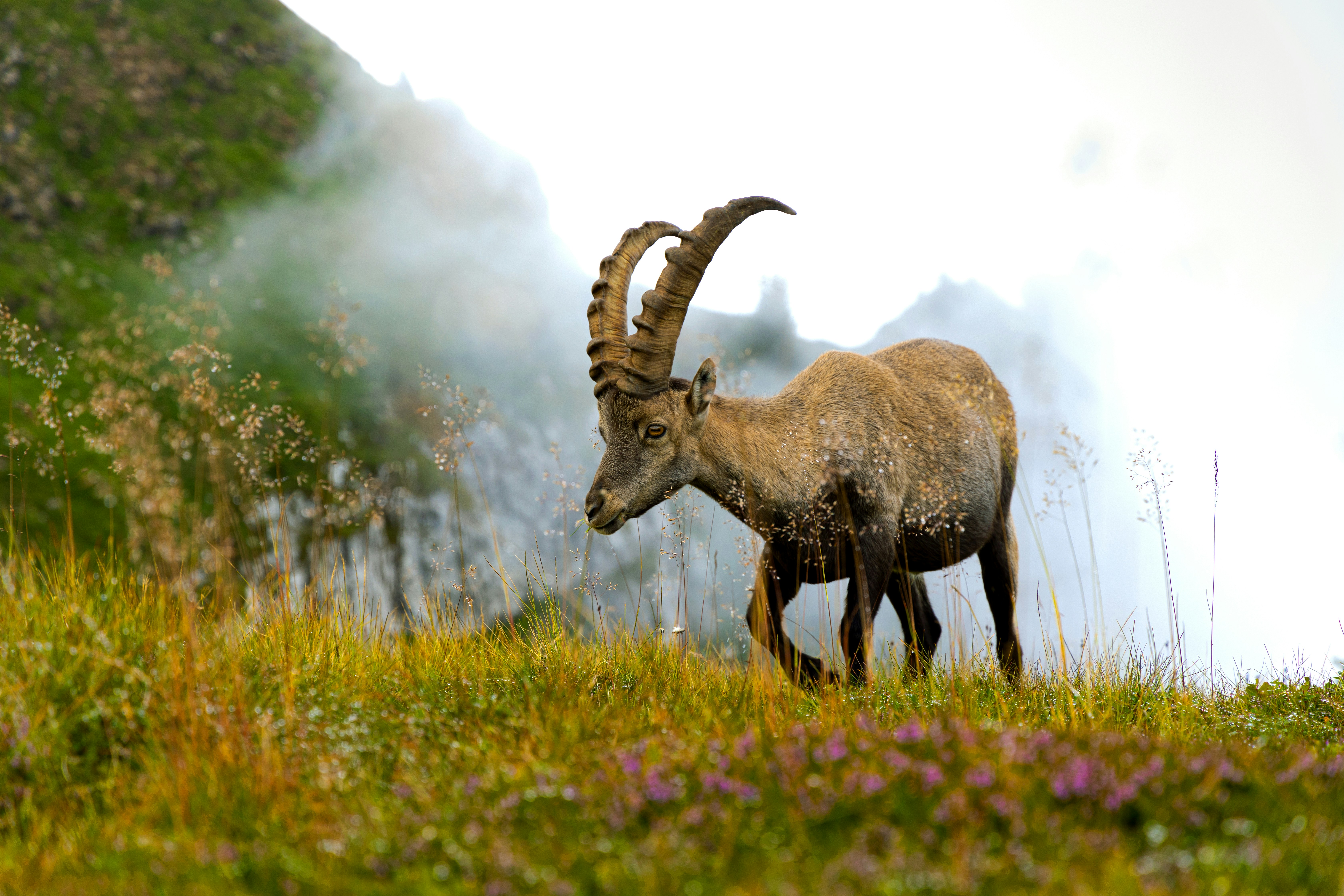Steinbock in den Alpen nahe dem Vierwaldstättersee auf einer Bergwiese
