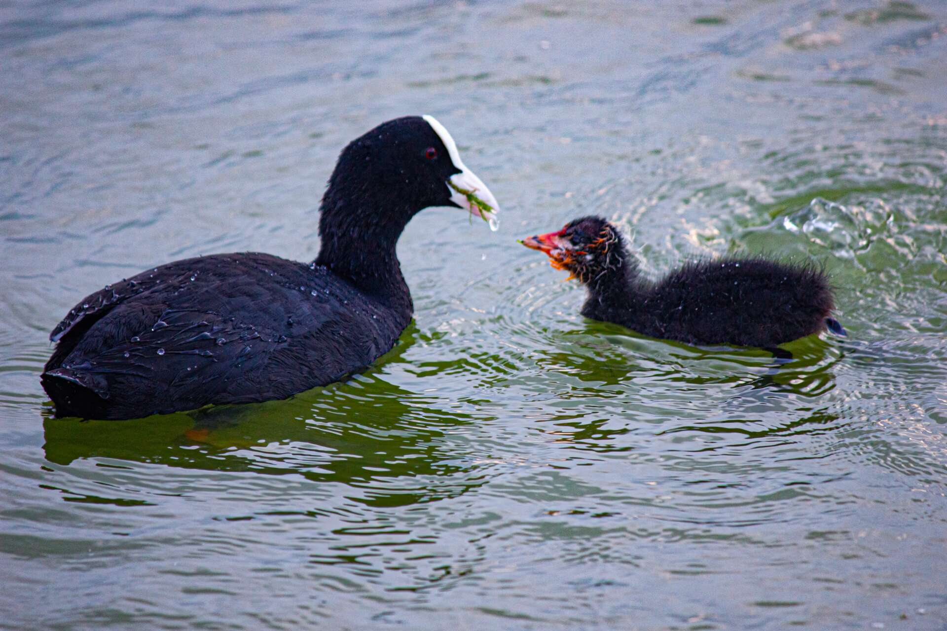 Blässhuhn mit Küken auf dem Hintersee bei Ramsau im Berchtesgadener Land