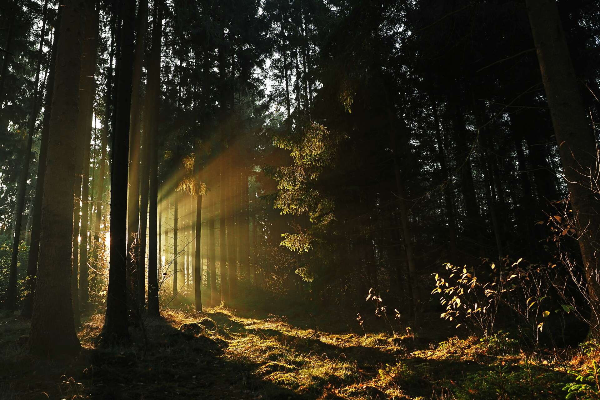 In und um Köln kann man gut wandern, zum Beispiel im Königsforst.